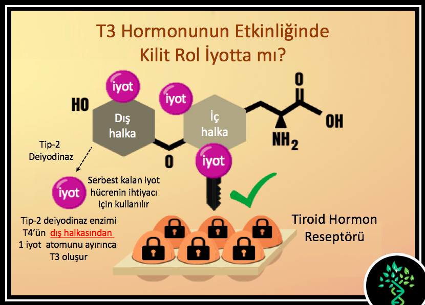 Tiroit Hormonları Şeması